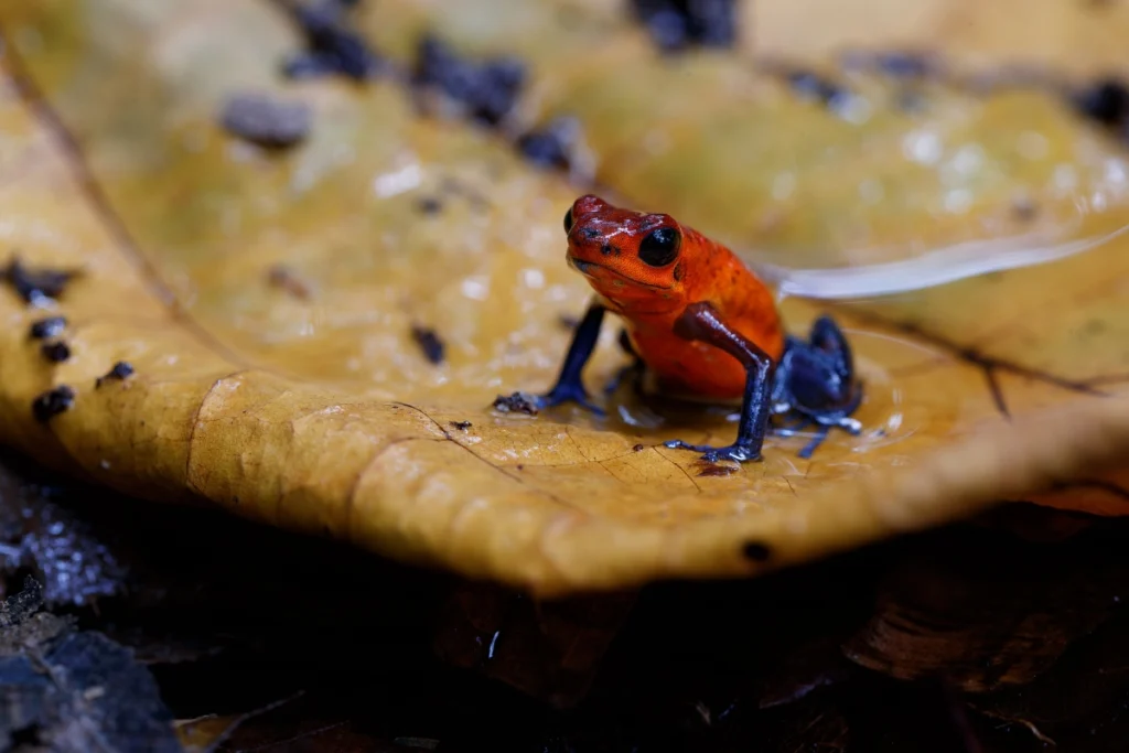 Red poison dart frog on a rainforest leaf during Costa Rica’s green season.